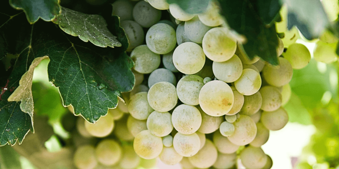 Pinot Noir
