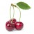 Rote Kirsche Rote Kirsche