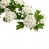 Weißdornblüte Weißdornblüte