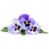 Veilchenblüte Veilchenblüte