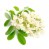 Akazienblüte Akazienblüte