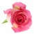 Rose Rose