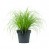 Gras Gras