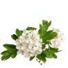 Weiße Blüten