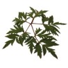 Brombeerblätter