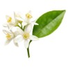 Orangenblüte