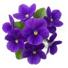 Veilchenblüte
