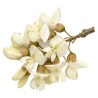 Akazienblüte
