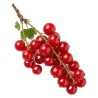 Rote Johannisbeere