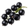 Schwarze Johannisbeere