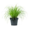 Gras