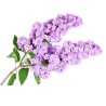 Fliederblüten