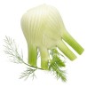 Fenchel