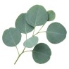 Eukalyptus