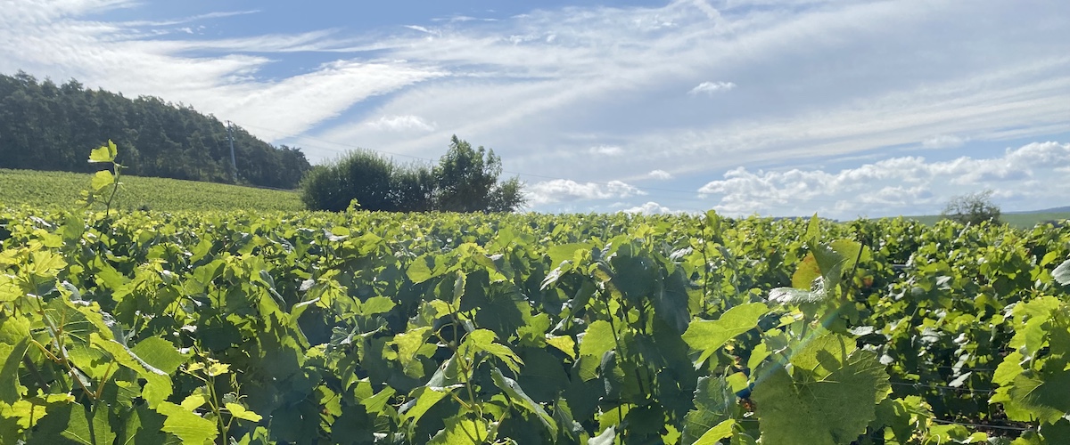 Bio Champagner
