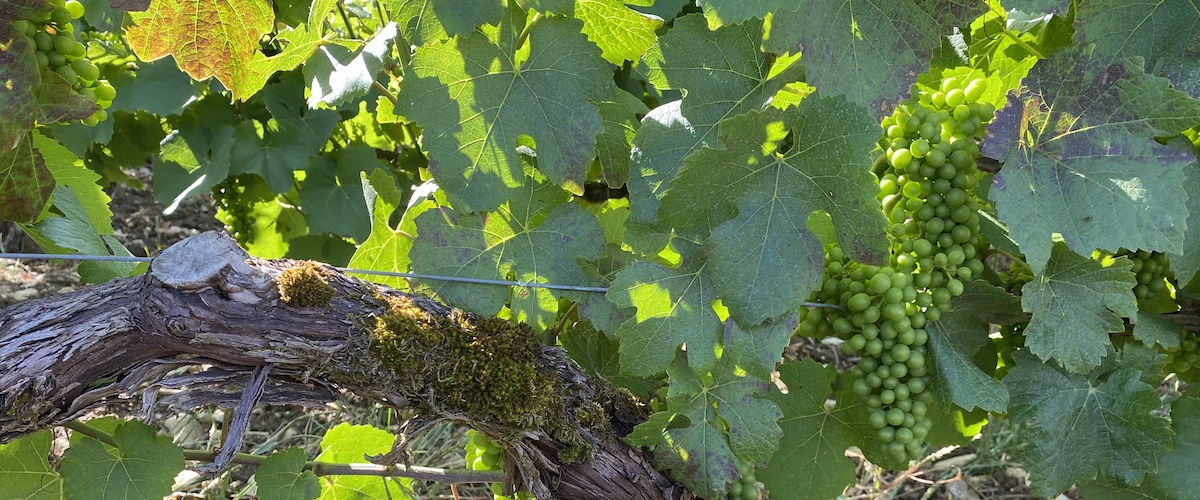 Champagner Rebsorten