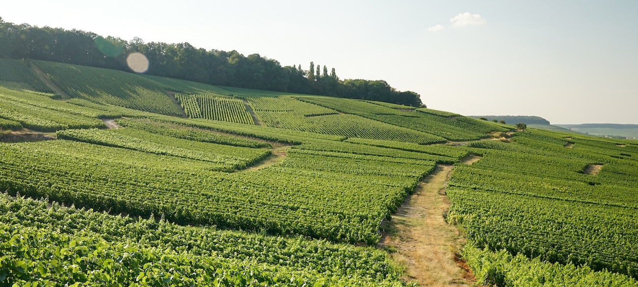 Ernte Champagne 2025