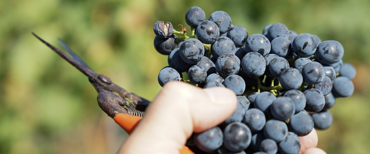 Was ist Wein?