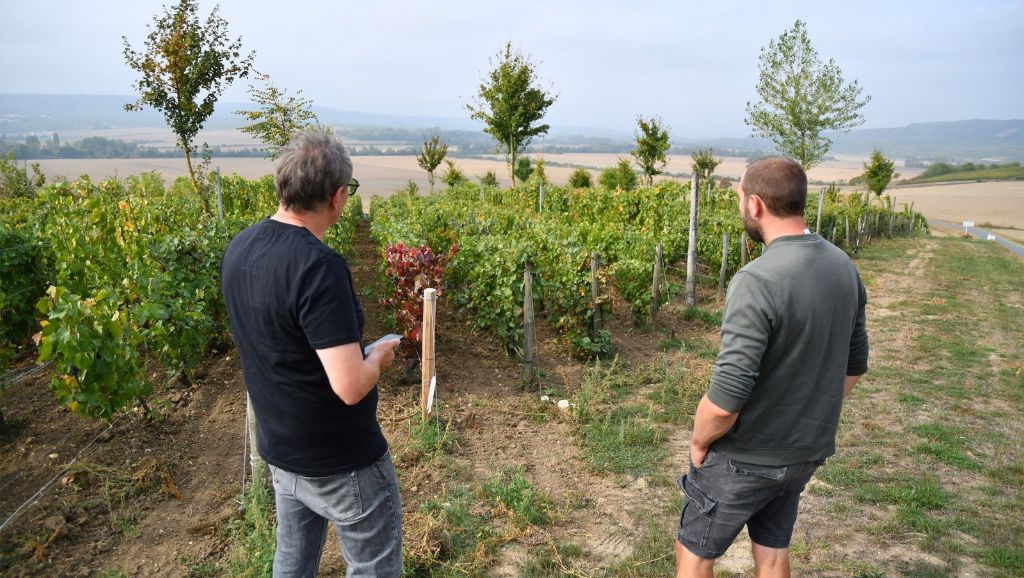 Magazin Ernte 2026 in der Champagne