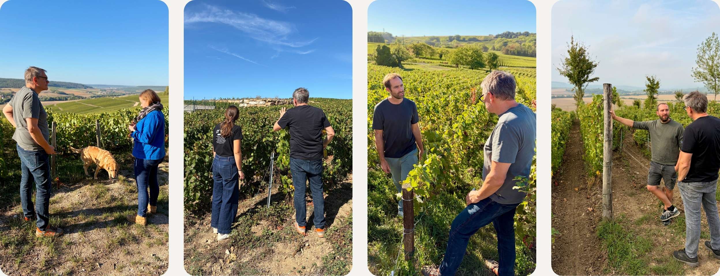 Ernte 2026 in der Champagne