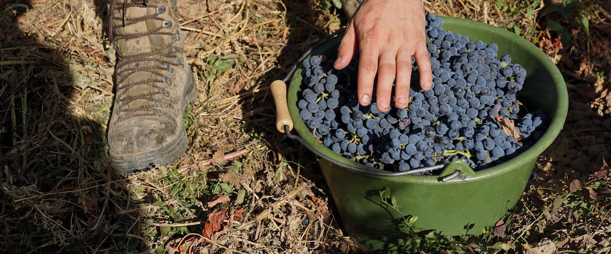 Die wichtigsten Weinsorten und Ihre Leitaromen