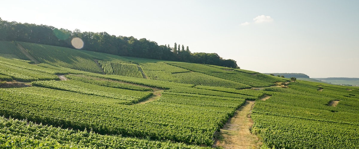 Magazin Sekt oder Champagner? Was ist der Unterschied?