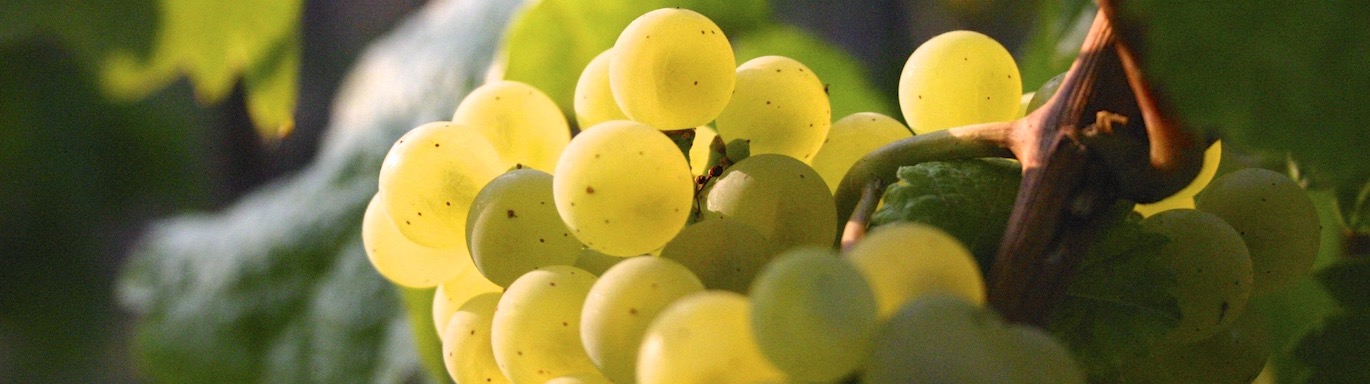 Was ist Wein?