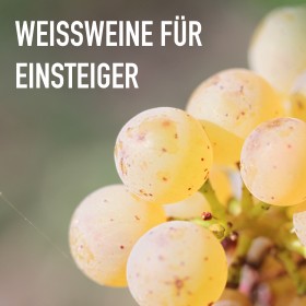 Weißweine für Einsteiger - 6 Flaschen 0,75 ltr. mit detaillierten Beschreibungen Weißweine für Einsteiger - 6 Flaschen 0,75 ltr. mit detaillierten Beschreibungen