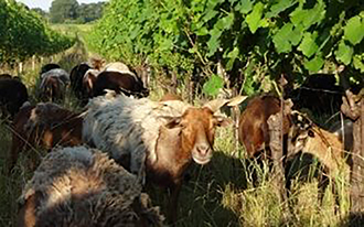 Weingut Triebaumer, Ernst