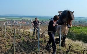 Weingut Boulard & Fille, Francis Weingut Boulard & Fille, Francis