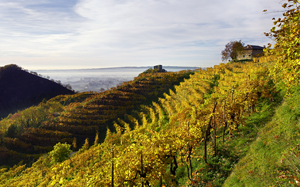 Weingut Adami Weingut Adami