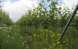 Weingut Weingut Hemberger Weingut Weingut Hemberger