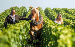 Weingut Margaine Weingut Margaine