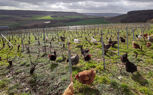 Weingut Moussé Fils Weingut Moussé Fils