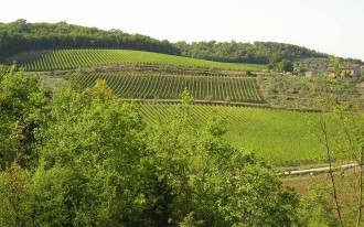 Weingut Le Cinciole