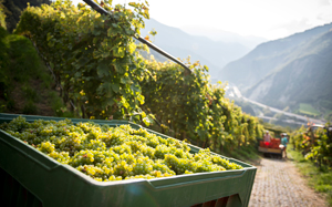 Weingut Gump Hof - Markus Prackwieser