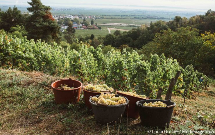 Weingut Eymann